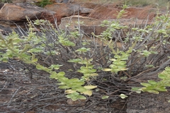 Anisochilus dysophylloides